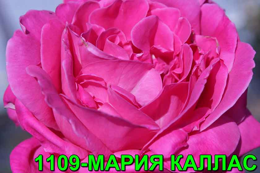 Роза мария каллас фото