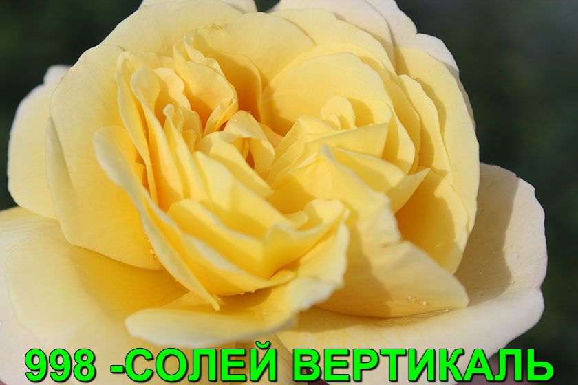 Вертикаль розы